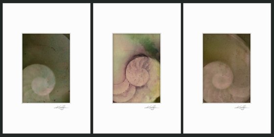 Nautilus Shell Collection 5 - 3 Small Matted paintings by Kathy Morton Stanion