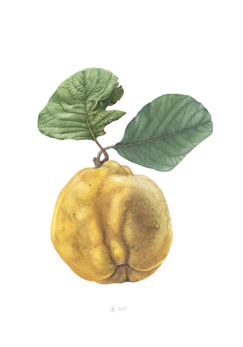 Photorealistic Botanical Watercolour By Yuliia Moiseieva, 14 X 20", Funny Quince, Original Artwork