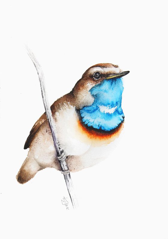 Bluethroat, 21x30cm, birds, wildlife and animals watercolours