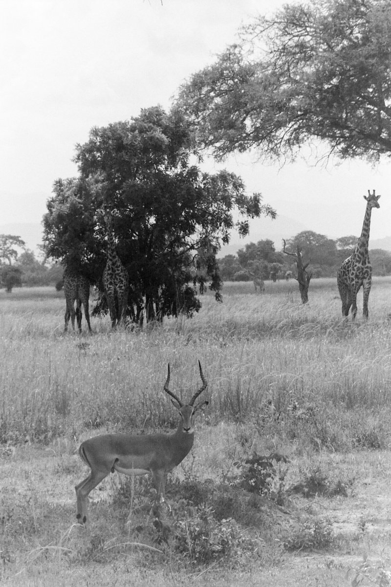Safari in Tanzania by Anna Tuzyuk
