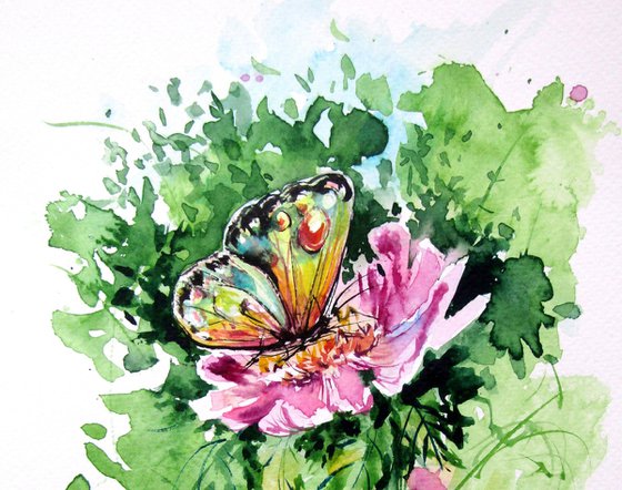 Butterfly collection