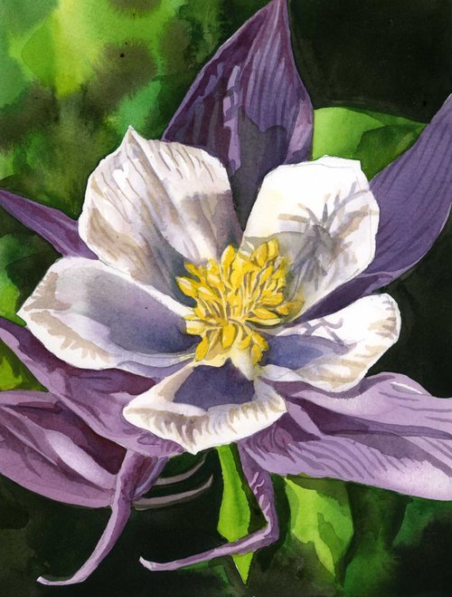 purple and white columbine by Alfred  Ng