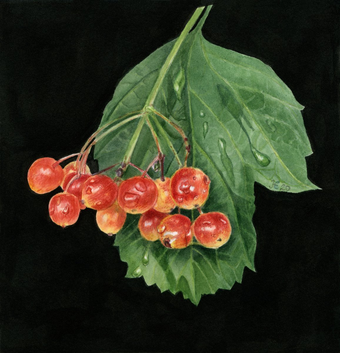 The european cranberry bush 23-23-0.3 cm by Kate Koss