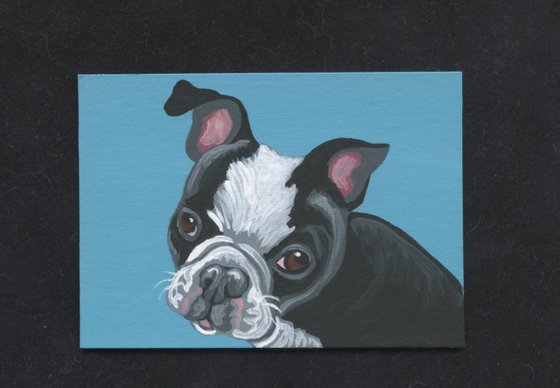 ACEO ATC Original Miniature Painting Boston Terrier Pet Dog Art-Carla Smale