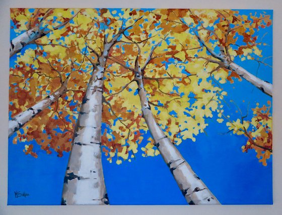 Silver Birch trees