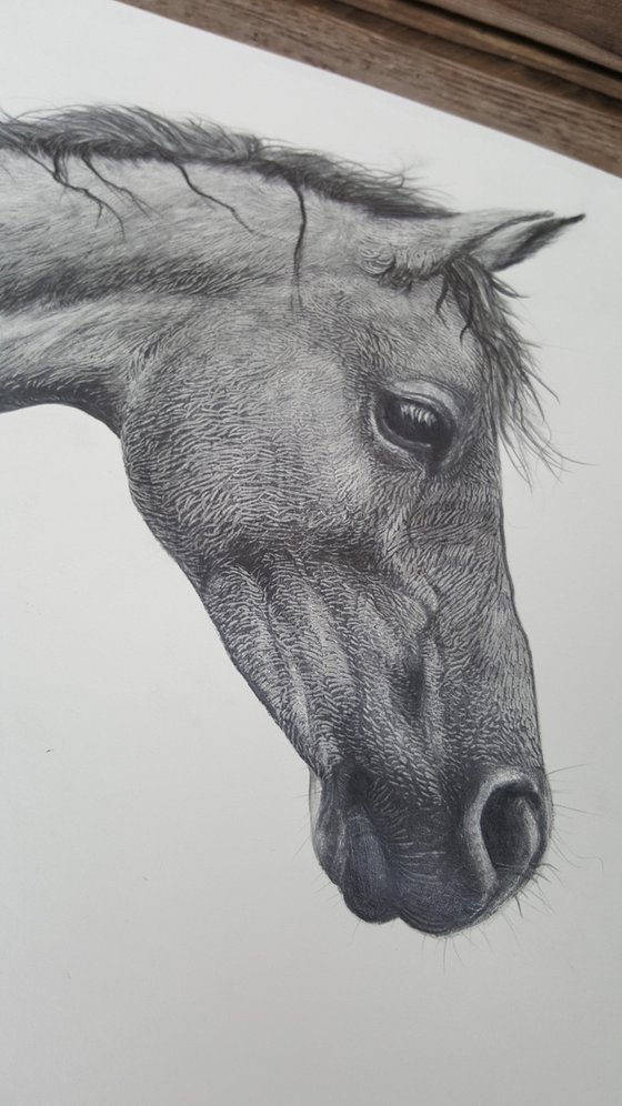 Farm Animals Series- Horse Pencil drawing by Maja Tulimowska ...