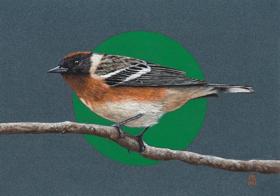 Original pastel drawing bird "Bay-breasted warbler"