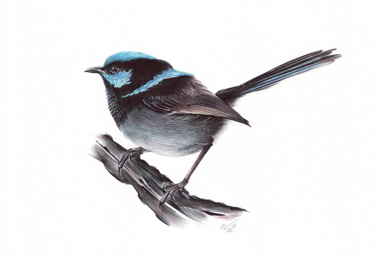 Superb Fairywren - Bird Portrait (Realistic Ballpoint Pen Drawing) by Daria Maier