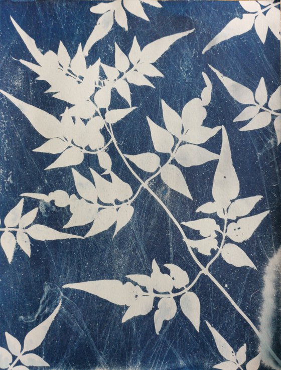 Jasmine Cyanotype