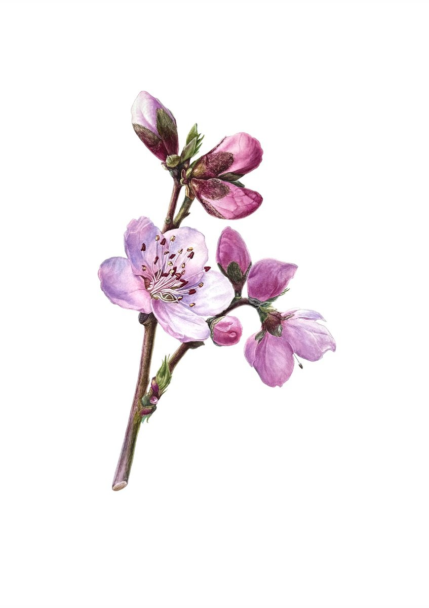 Photorealistic Watercolour , Flowering Branch_Peach Painting By Yuliia Prokopchuk, 14 X 20, Artwork For Sale On Artfinder