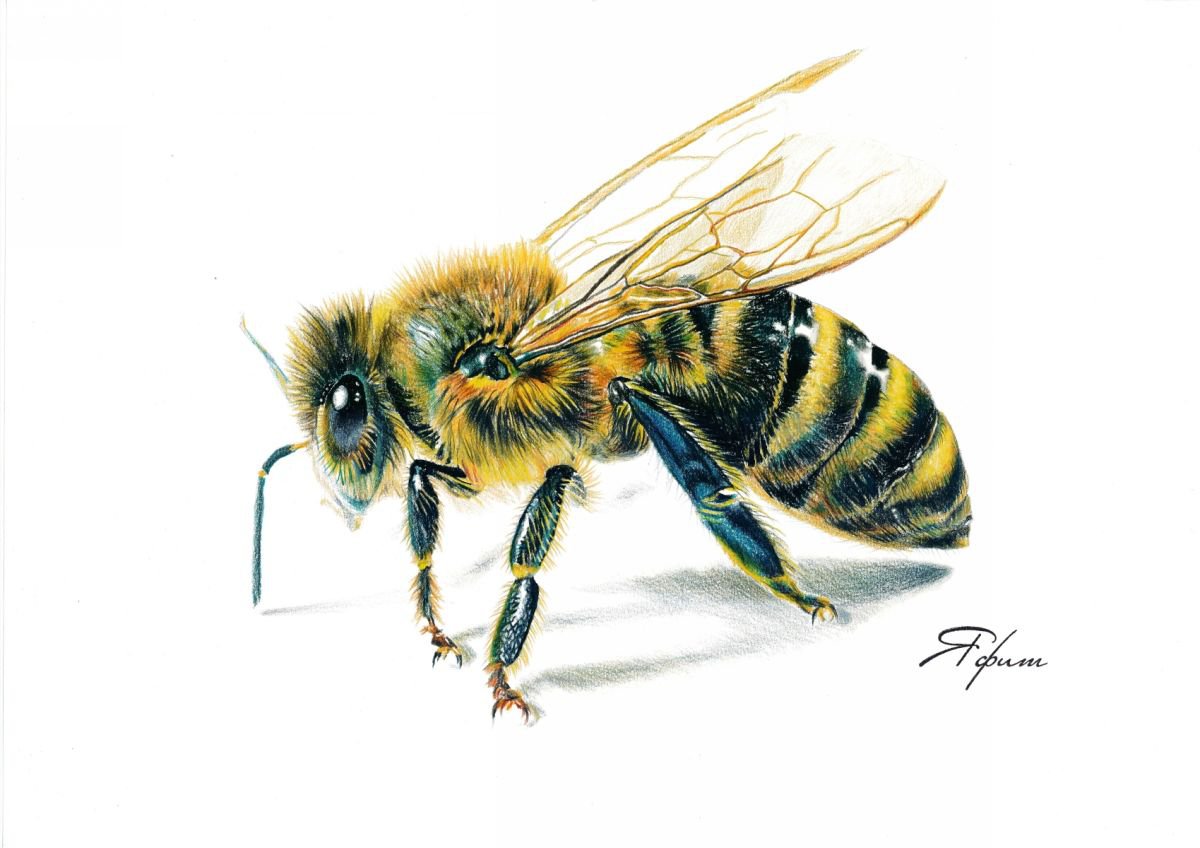 Yellow Bee Pencil drawing by Yafit Moshensky Artfinder