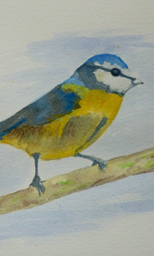 Blue Tit by Maddalena Pacini