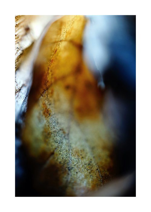 Color Leaf Abstraccion 03 by Richard Vloemans