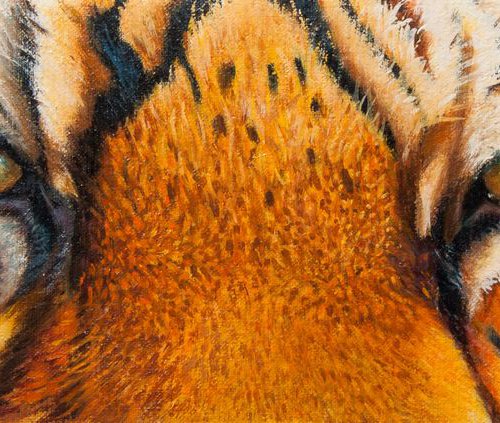 Tiger eyes by Norma Beatriz Zaro