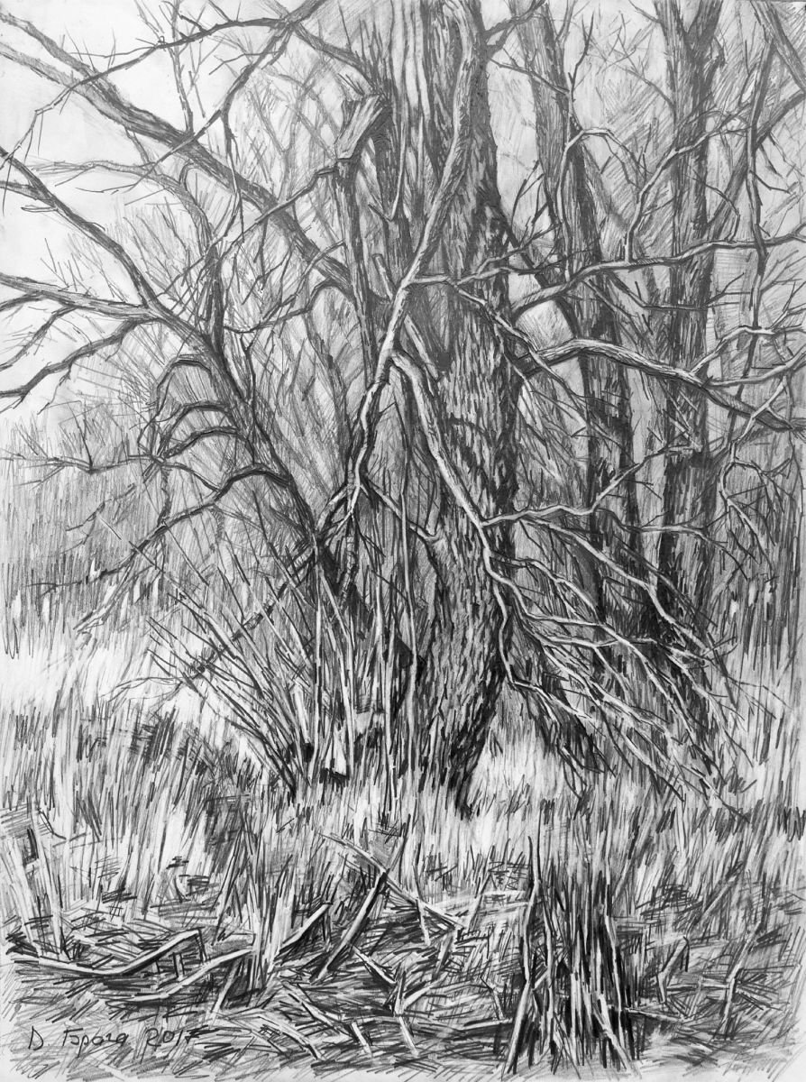 Landscape Pencil Drawing By Dima Braga, 12 X 16, Plein Air 06/08-03-2017 (Trees), Original Artwork