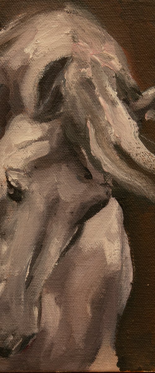 Equine Head Arab White (study 44) by Zil Hoque