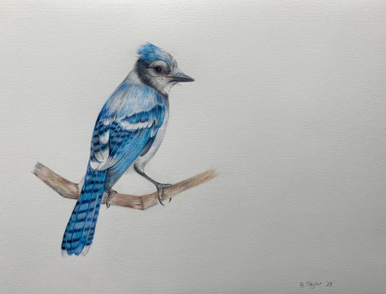 Jay bird in colour pencil