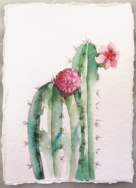 Cactus