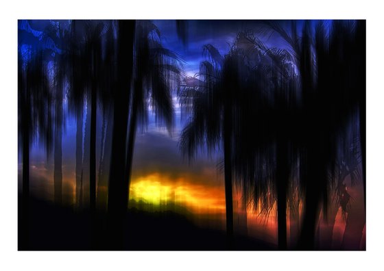 Tropical Palms. Limited Edition 1/50 15x10 inch Photographic Print