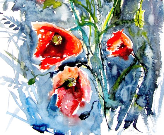 Wild poppies
