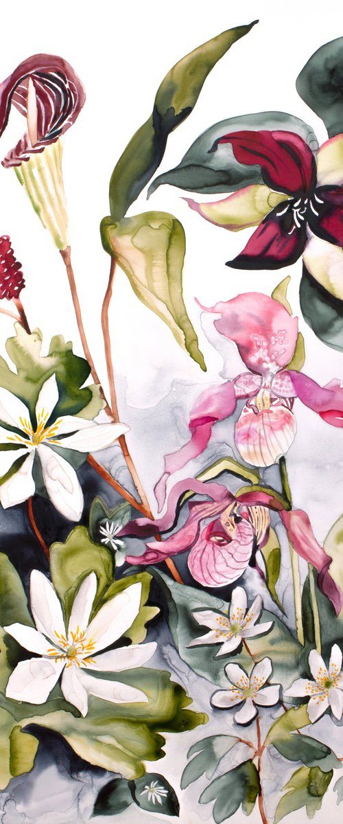 Woodland Wildflowers by Elizabeth Becker