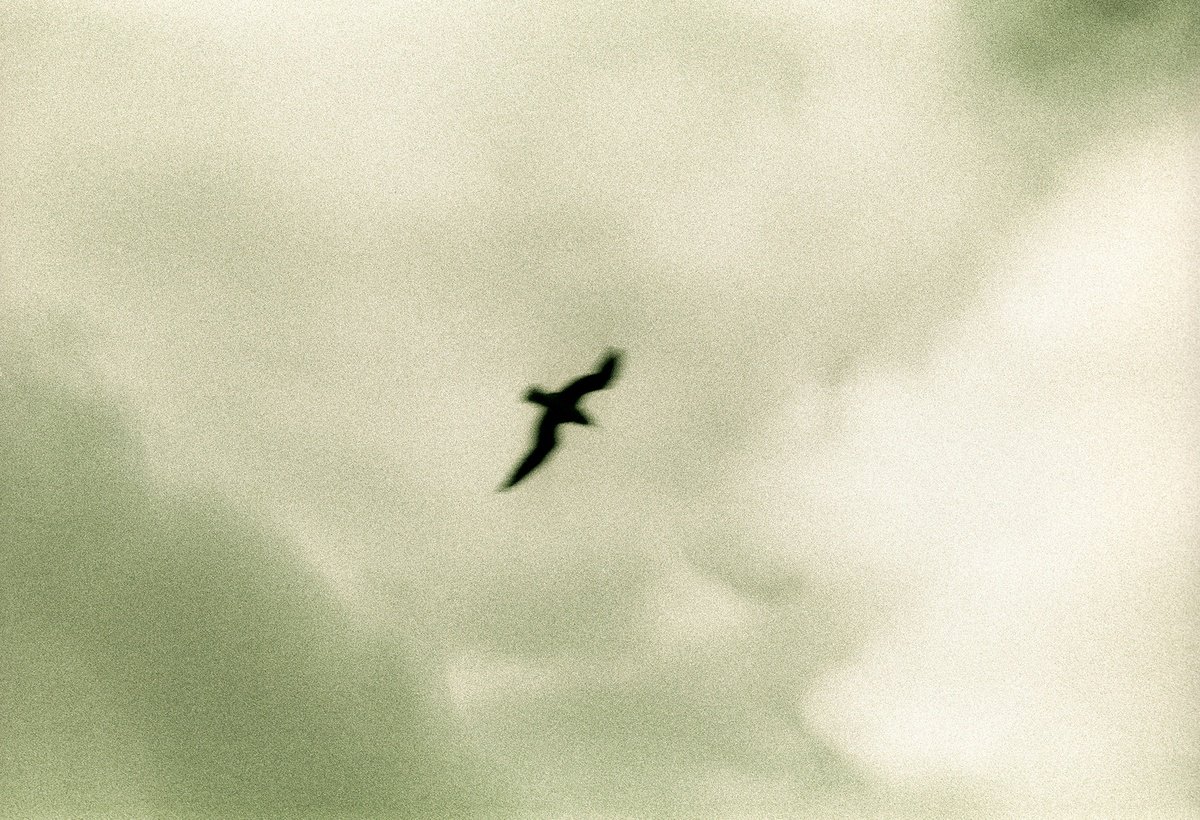 Photorealistic Photograph , Bird By Tal Paz-Fridman, 40 X 28, Artwork For Sale On Artfinder