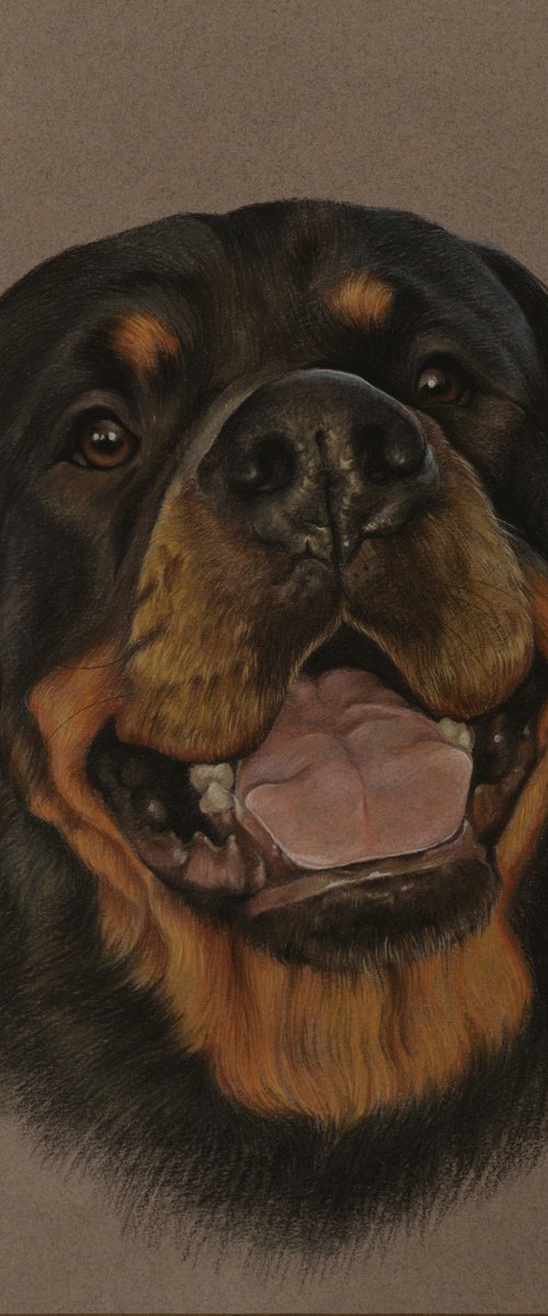 Pastel portrait of Rottweiler by Olga Tsvetkova