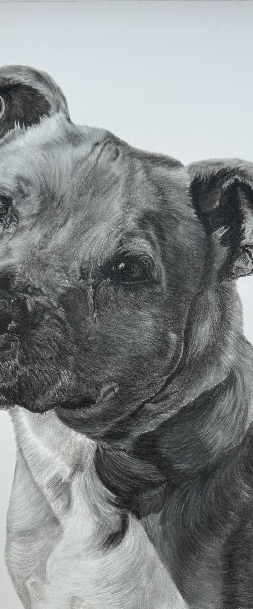 Commissioned Pet Portrait A3 (297 × 420 mm) by Adam Jones
