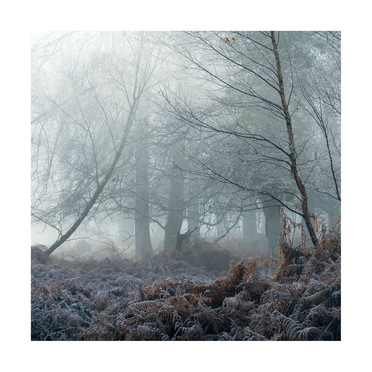 New Forest 2016-VI by David Baker