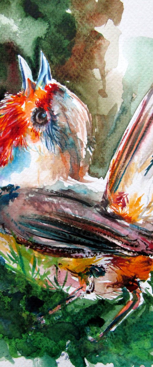 Singing Robin by Kovács Anna Brigitta
