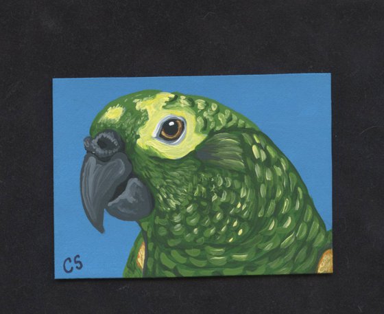 ACEO ATC Original Painting Amazon Parrot Bird Art-Carla Smale