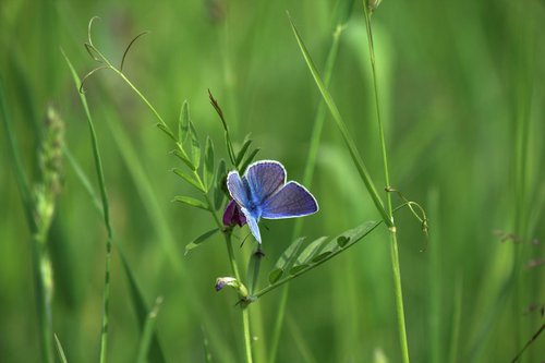 Blue butterfly II by Sonja  Čvorović