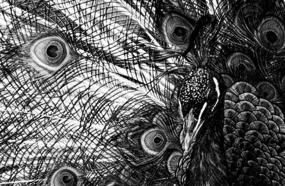 Peacock