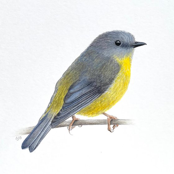 Eastern Yellow Robin