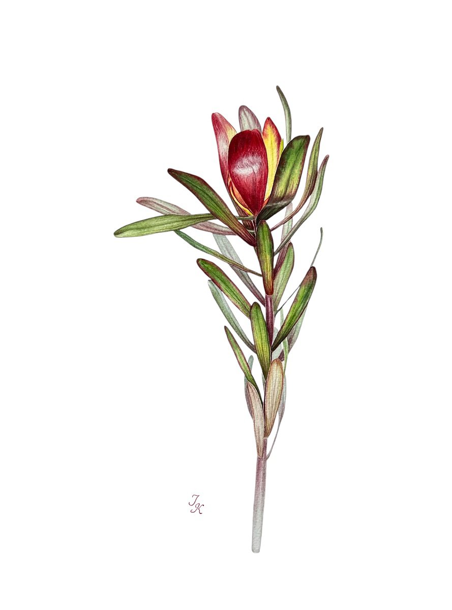 Illustrative Botanical Watercolour By Tetiana Kovalova, 11 X 15", Leucadendron, Original Artwork