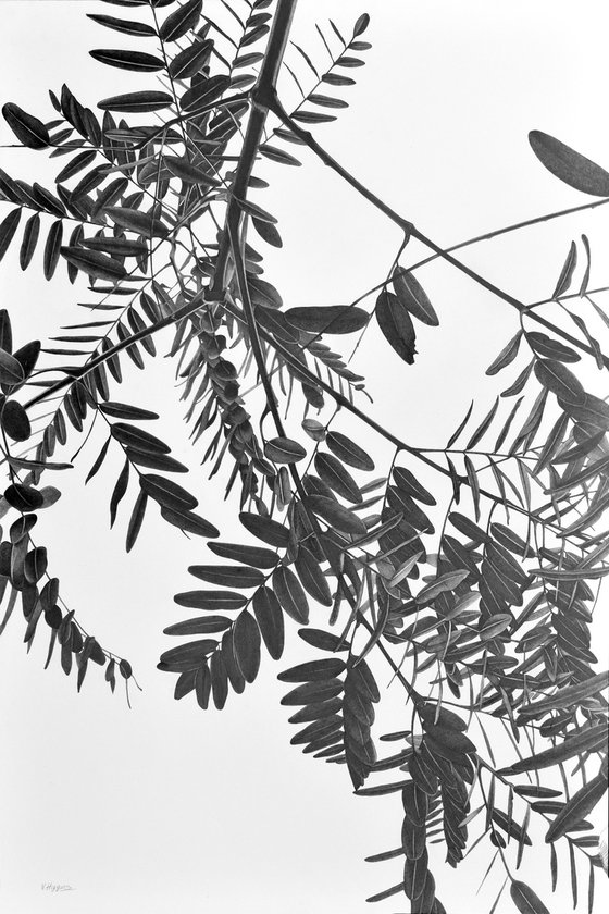 Honey Locust Tree