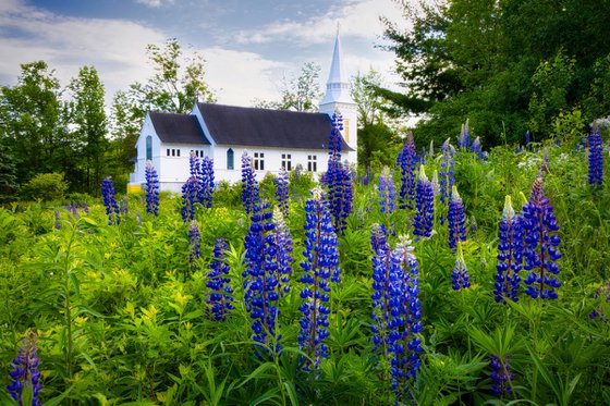 Lupines at Saint Matthews, 43 x 29