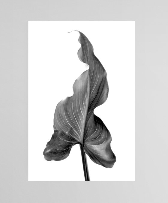 Arum Leaf - Diptych