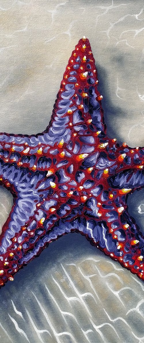 Starfish by Anna Shabalova