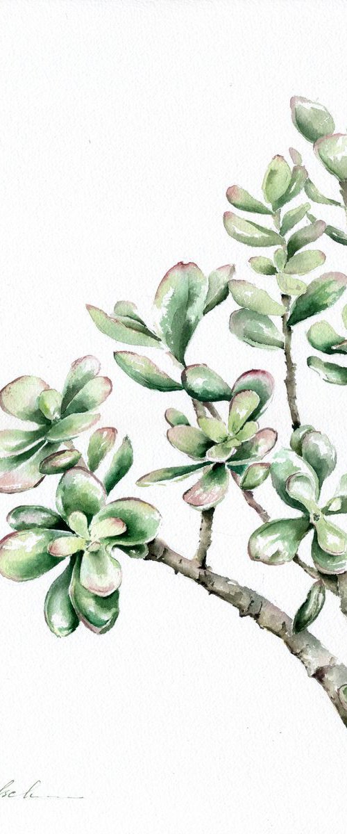 Jade Plant by Olga Koelsch