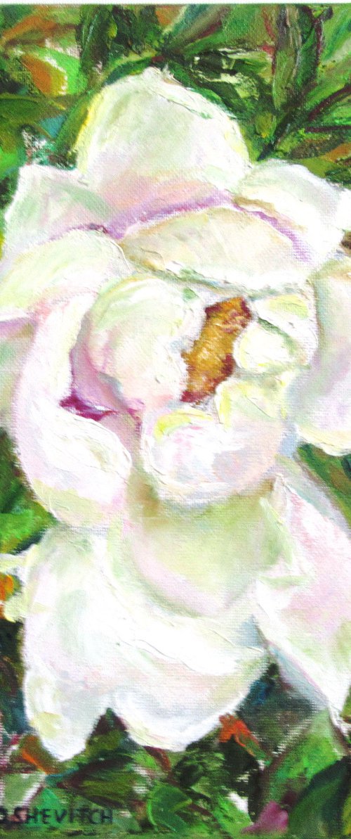 Original Oil Painting of a Tree Peony Romantic one of a kind Impressionistic Blooming flower perfect graduation mother easter gift white and green Small 12x12 in. (30x30 cm) by Katia Ricci