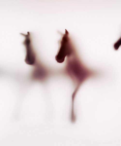 WILD LENS - HORSES X by Sven Pfrommer
