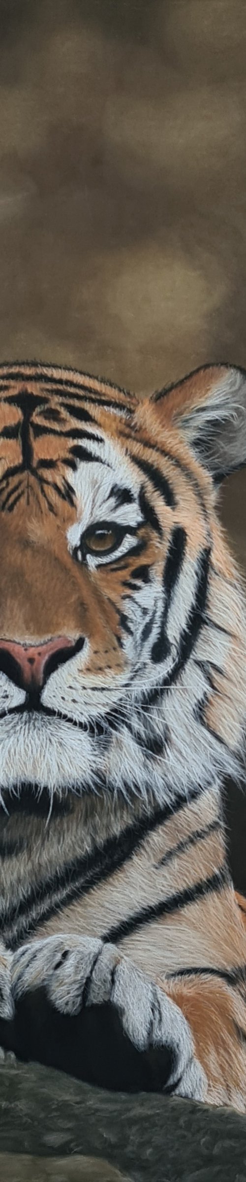 Tiger by Denise Martens