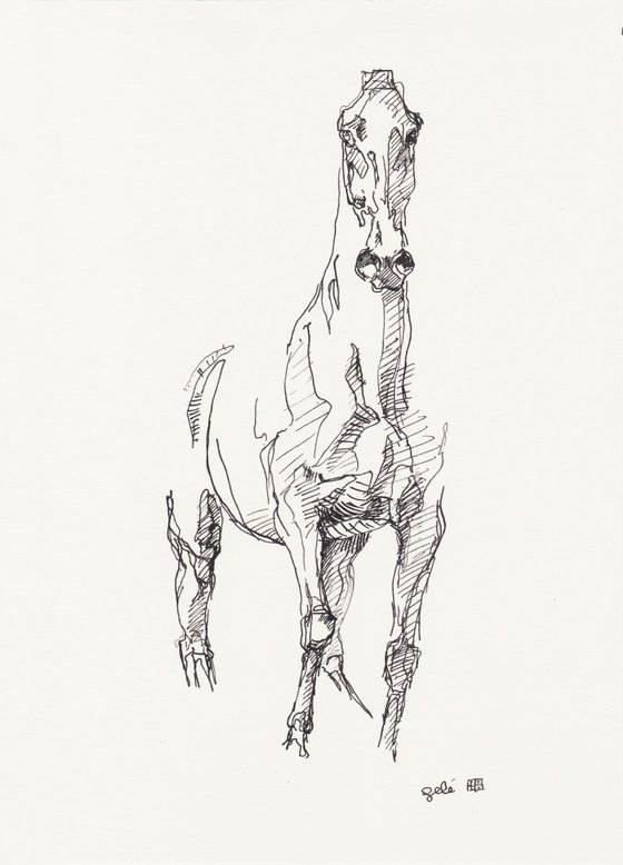 Equine Nude 145