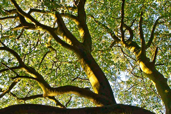 Beech Tree Canopy