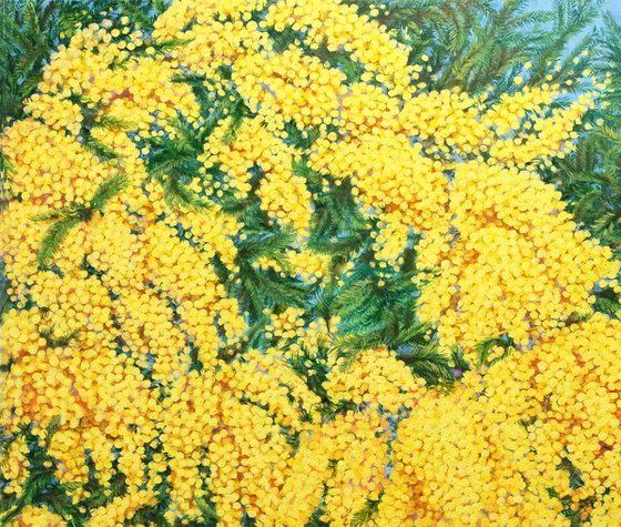 Mimosas in Bloom