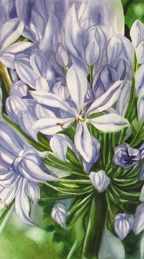 The scents of African lily by Alfred  Ng