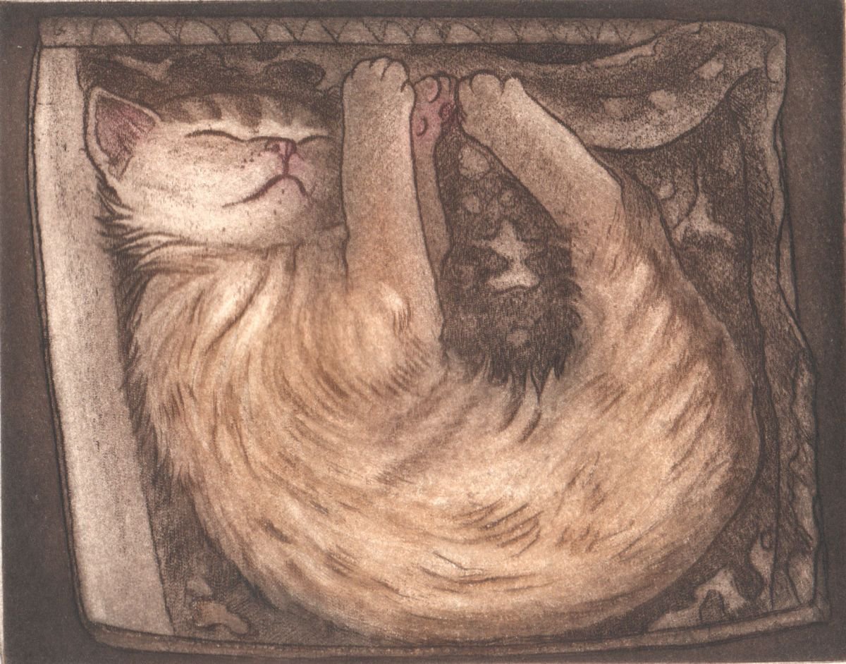 Cat in a box by Theresa Pateman