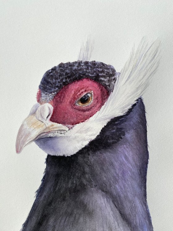 Eared Pheasants: A Portrait Diptych