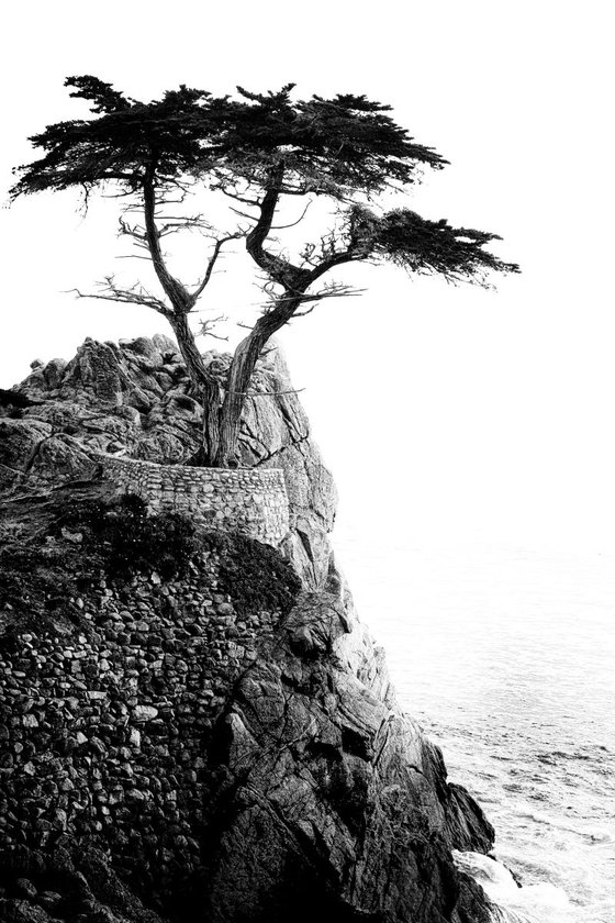 lone cypress (against the sea)